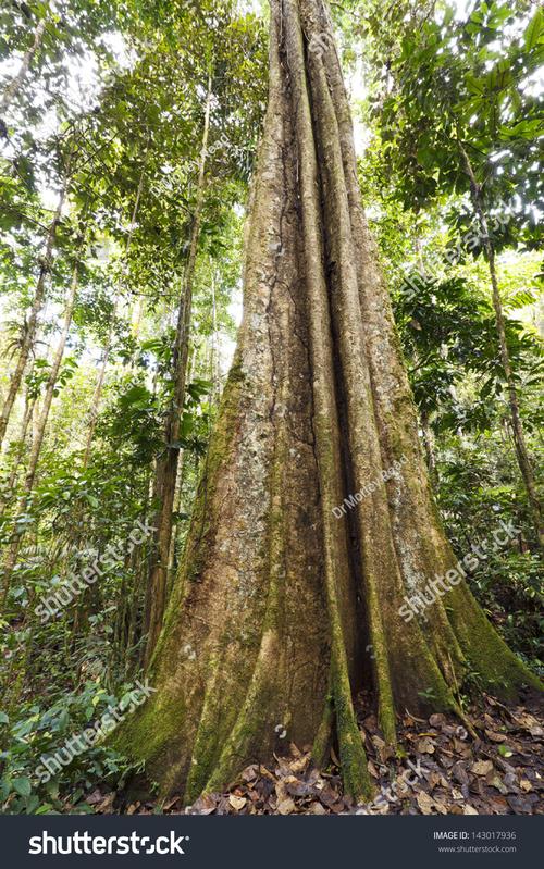 giant tree buttress roots in tropical rainforest