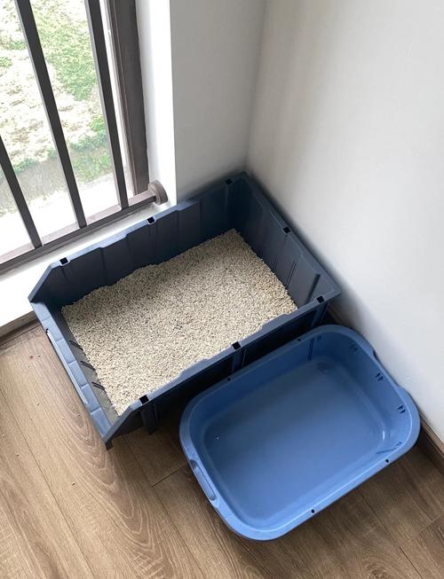 家庭养猫猫碗紧邻猫砂盆错误摆放实景