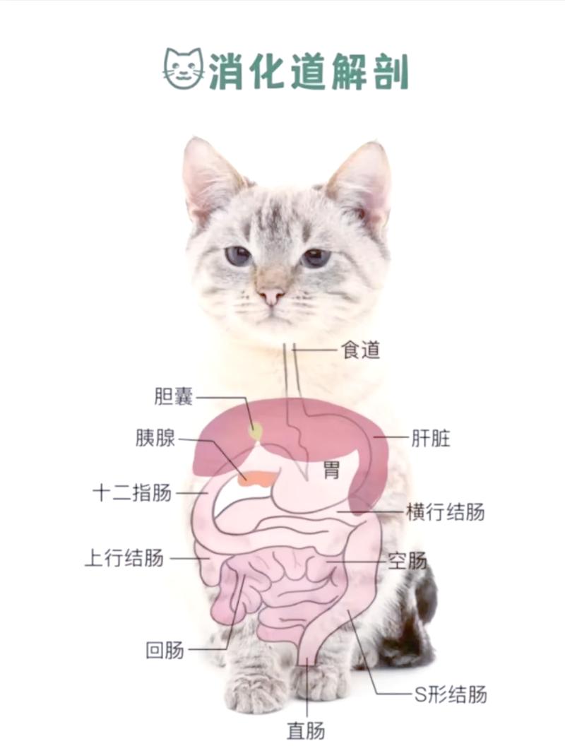 猫咪肠道毛球堵塞医学示意图