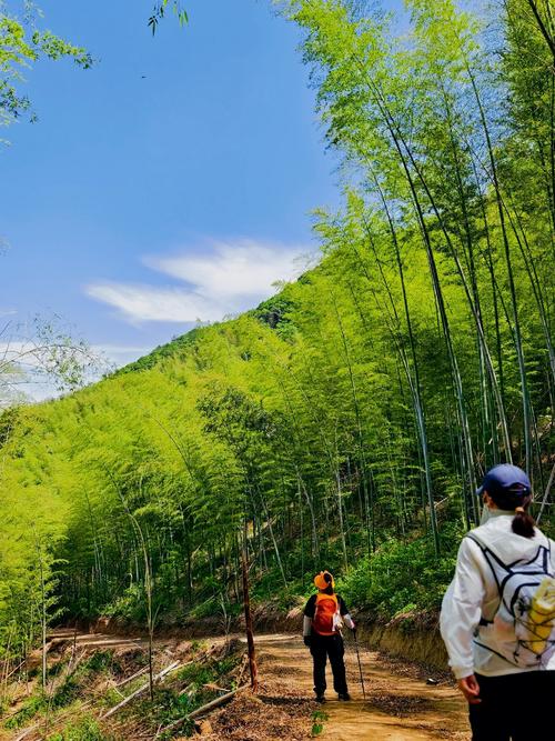 山野徒步竹林光影