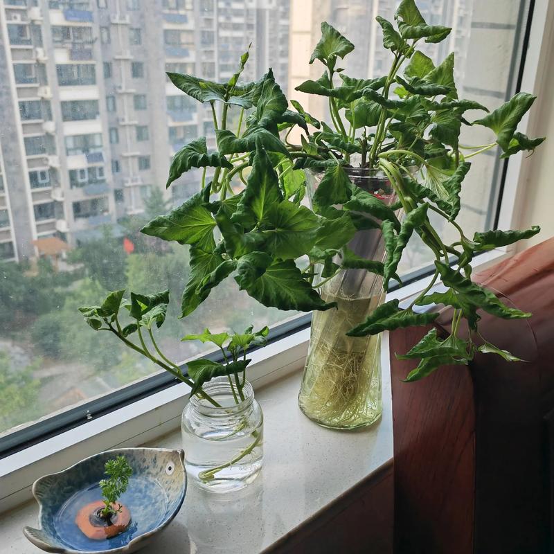 窗台摆放的各类水培植物特写