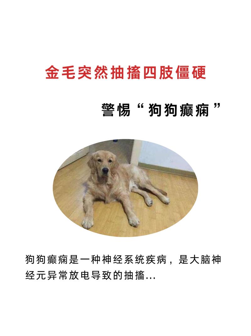 宠物癫痫发作强直期四肢僵直状态实拍
