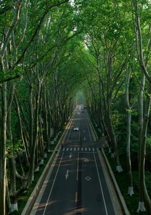 南京钟山风景名胜区苜蓿园入口梧桐林荫道