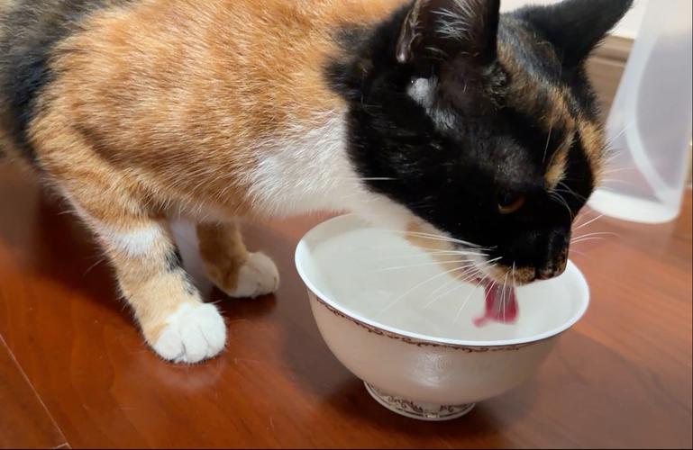 老年橘猫蹲在不锈钢空水碗边舔嘴唇