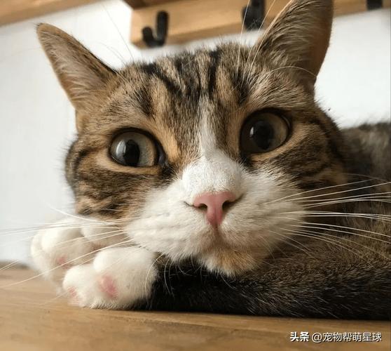 受惊的小猫躲在深色沙发底下只露出眼睛