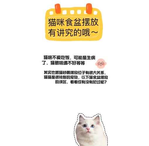猫咪吃饭盆位置不当 示意图