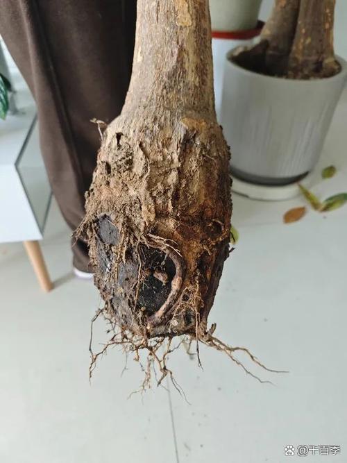 发财树烂根后树干发软发黑的状态