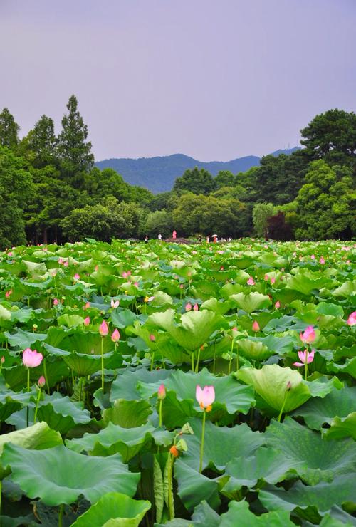 杭州西湖曲院风荷夏日荷花图