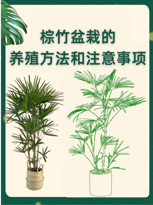 入住后绿植盆栽搭配养护问题