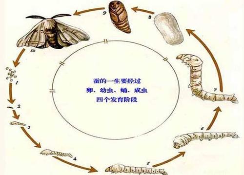 蝴蝶蛹内部变态过程图解