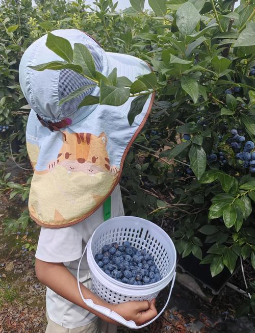值得体验的采摘与本地美食