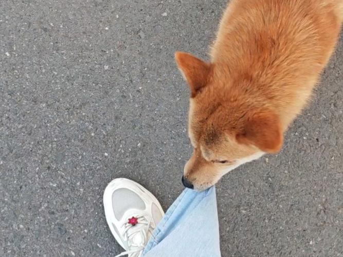 小型犬追咬路人裤腿的街边实拍