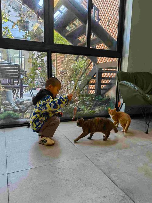 客厅玄关小孩蹲地逗猫生活实拍