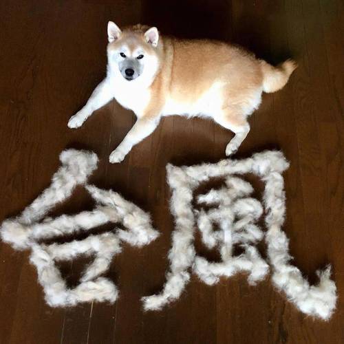 被主人伸手抢饭碗时炸毛的柴犬