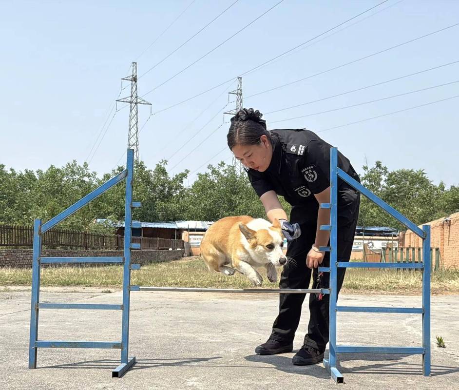 训犬师个人IP短视频拍摄现场