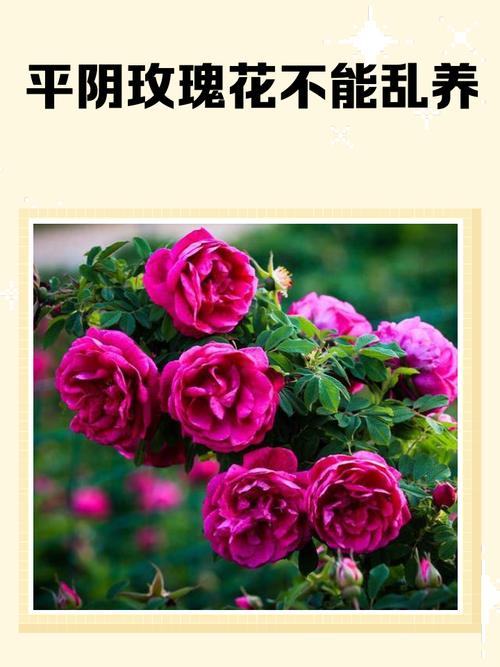 种植这玩意儿，比养玫瑰还难缠