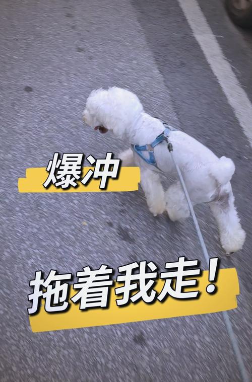 为什么狗狗会爆冲？