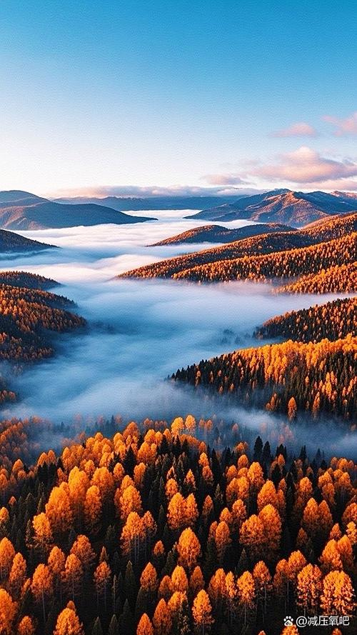 南漳荆山秋日山茱萸漫山金黄景观