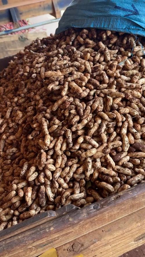 阳台角落堆着的带泥带壳花生实拍