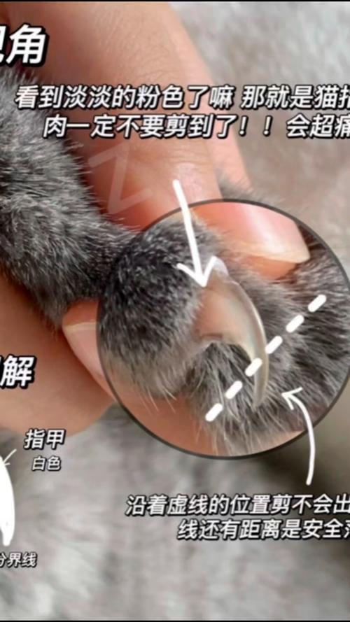 猫咪不同颜色指甲血线位置示意图