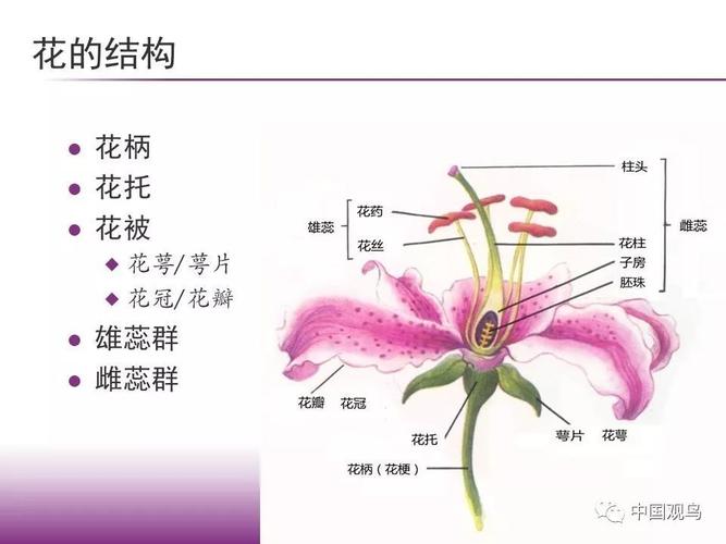 植物学野花结构手绘解剖示意图