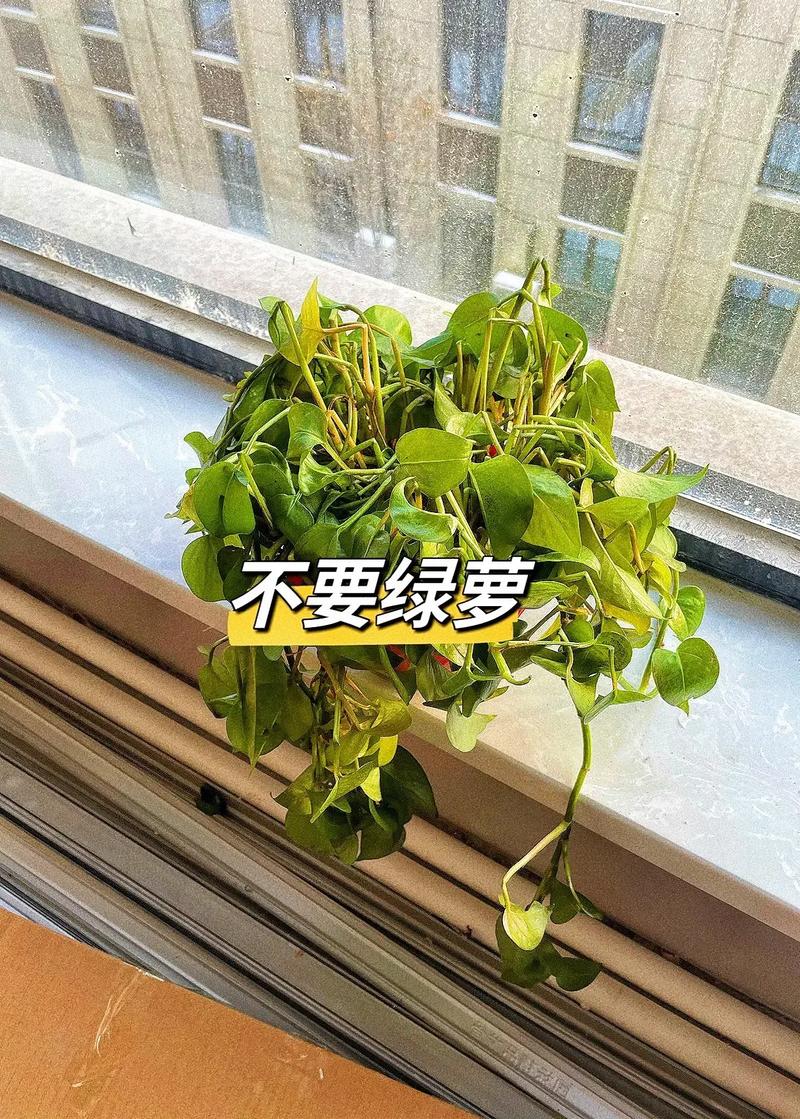 避坑不是戒绿植，是放过自己也放过植物