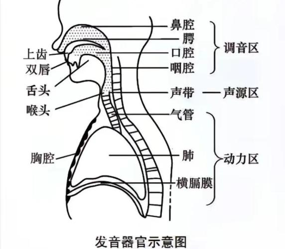 唱歌高音混声位置示意图