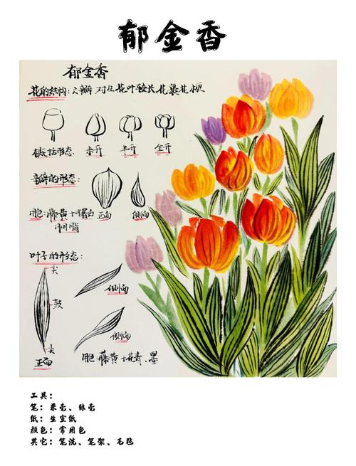 清晨含露的郁金香花苞剖面结构