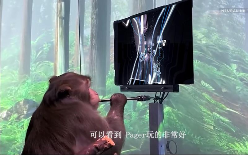 脑机接口猴子意念打游戏照片