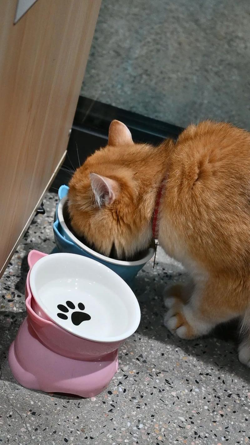 橘猫蹲在宽口陶瓷水碗旁伸舌头试探