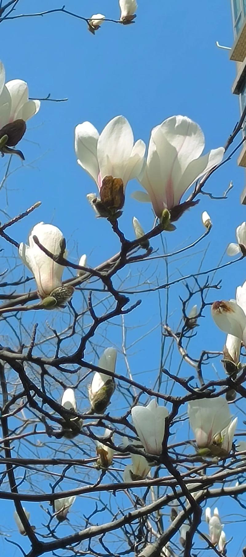 春日小区草坪落满玉兰花实拍
