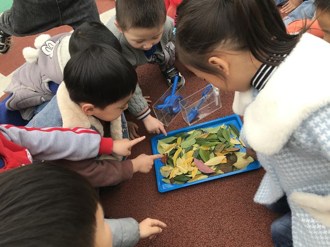 小朋友用卷纸筒观察树叶特写
