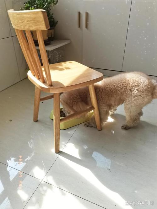 老年狗躲阳台晒太阳日常