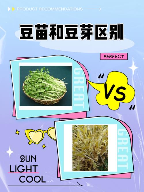 芽苗菜专用种子与普通豆子对比