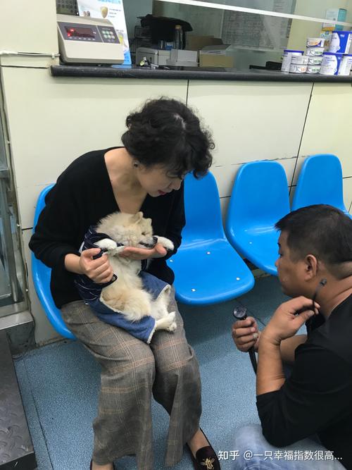 兽医给小型犬做腹部触诊的诊室场景