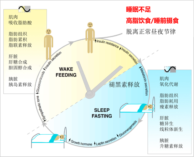 人体24小时生物钟节律示意图
