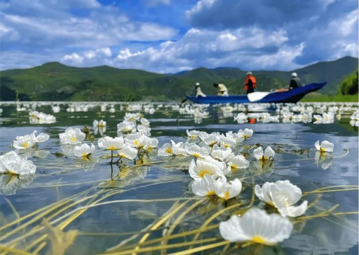 泸沽湖浅滩摩梭猪槽船浮满白色水性杨花