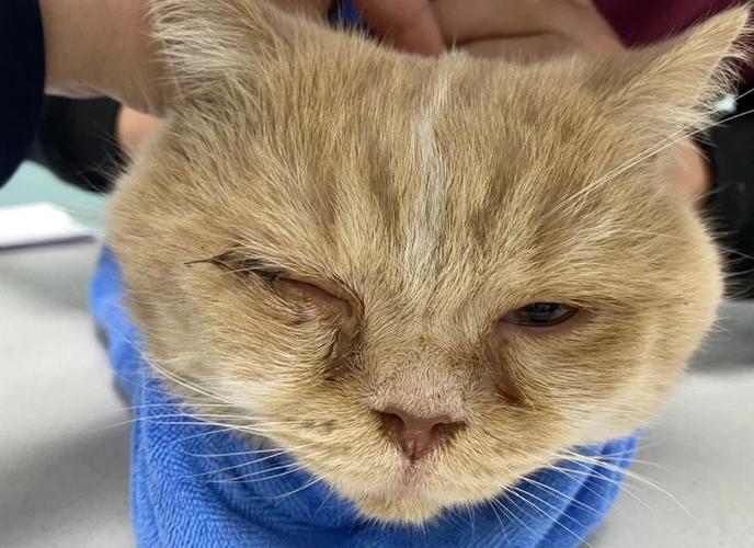 猫疱疹病毒引发猫咪流泪打喷嚏实拍图