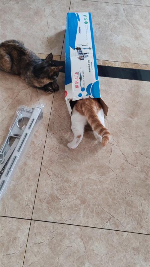 橘猫钻快递盒可爱日常照片