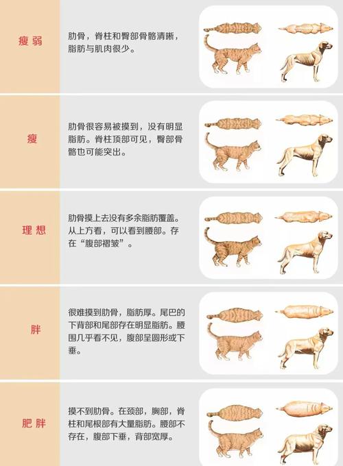 正常体型与肥胖犬猫对比图