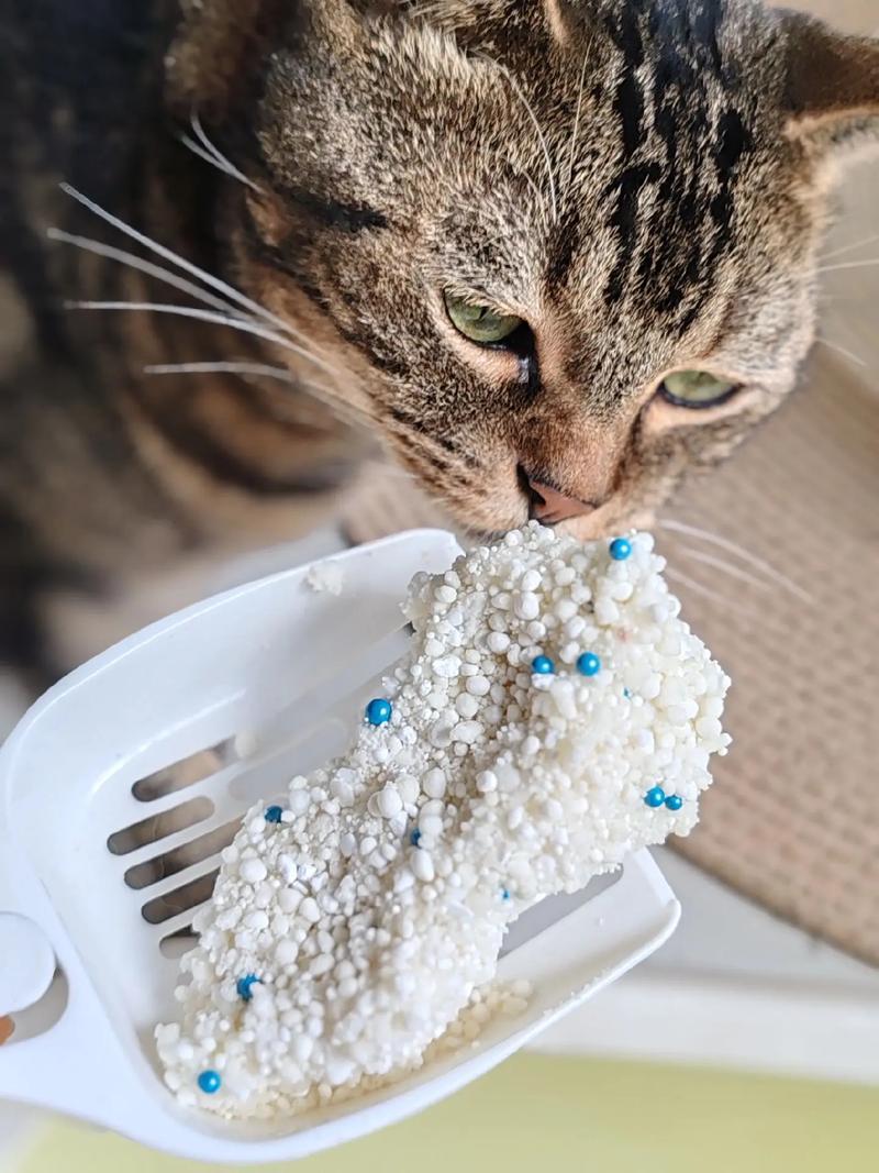 不起眼的铲猫砂,藏着最松弛的生活秘密