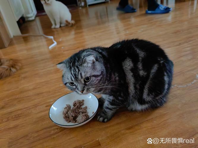 蹲在空猫粮碗旁等待零食的金渐层