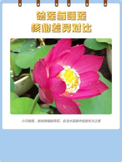 江南园林碗莲特写与睡莲对比示意