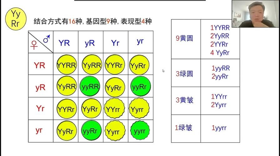孟德尔豌豆杂交实验一对相对性状遗传图解