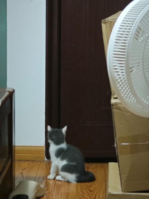 猫咪在门口蹲守等待主人回家实拍