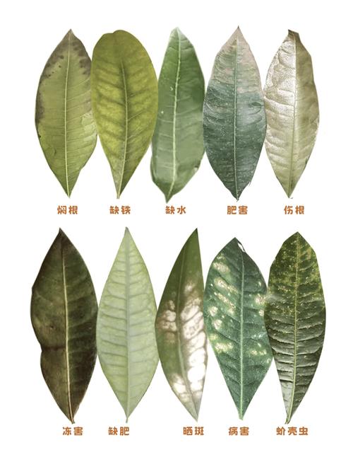 绿植叶片发黄原因对照图