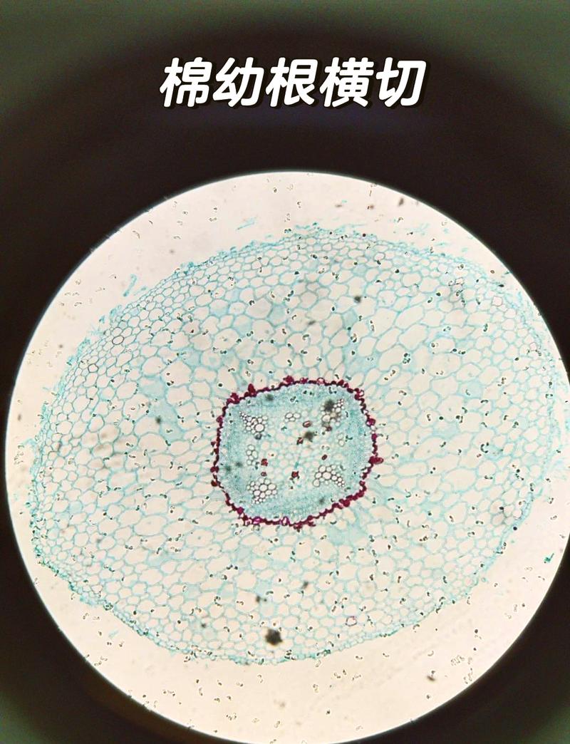 液压阀芯的精密研磨与树根横截面并置创意图