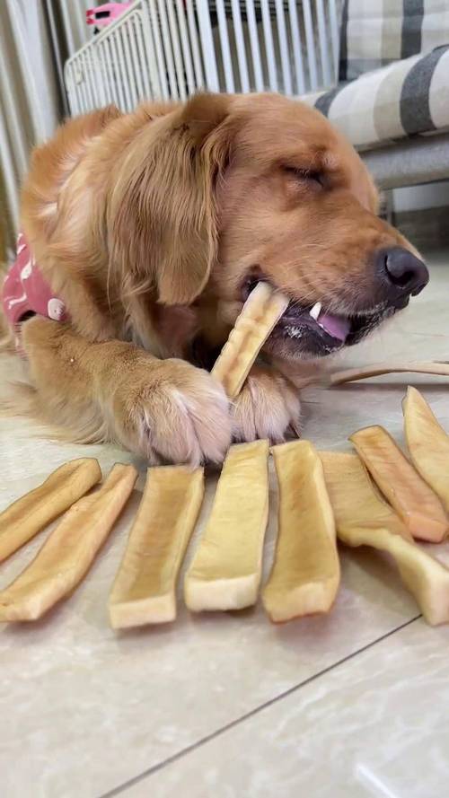 幼犬换牙期咬磨牙棒的居家场景