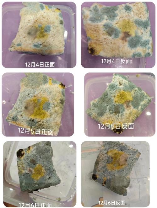 儿童自制微生物培养皿观察发霉面包