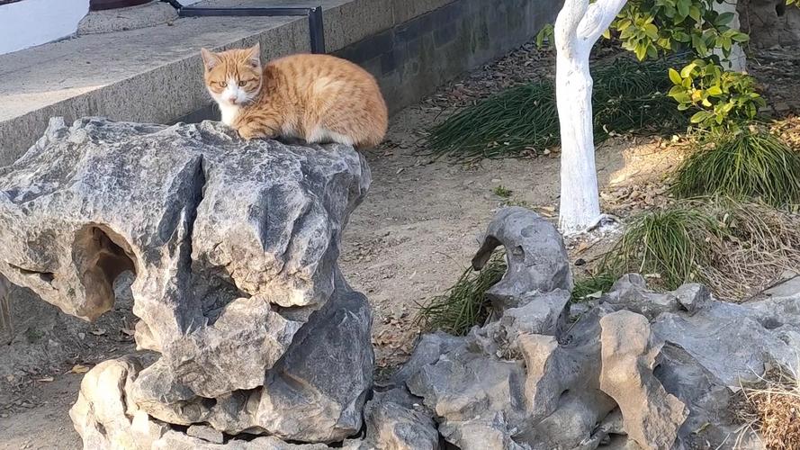 城市野境中橘猫蹲在假山石上
